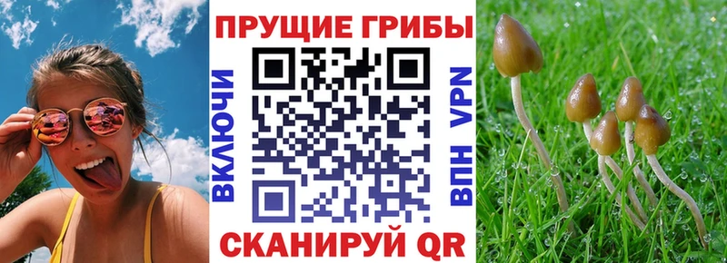 Псилоцибиновые грибы Psilocybe  купить   Минусинск 